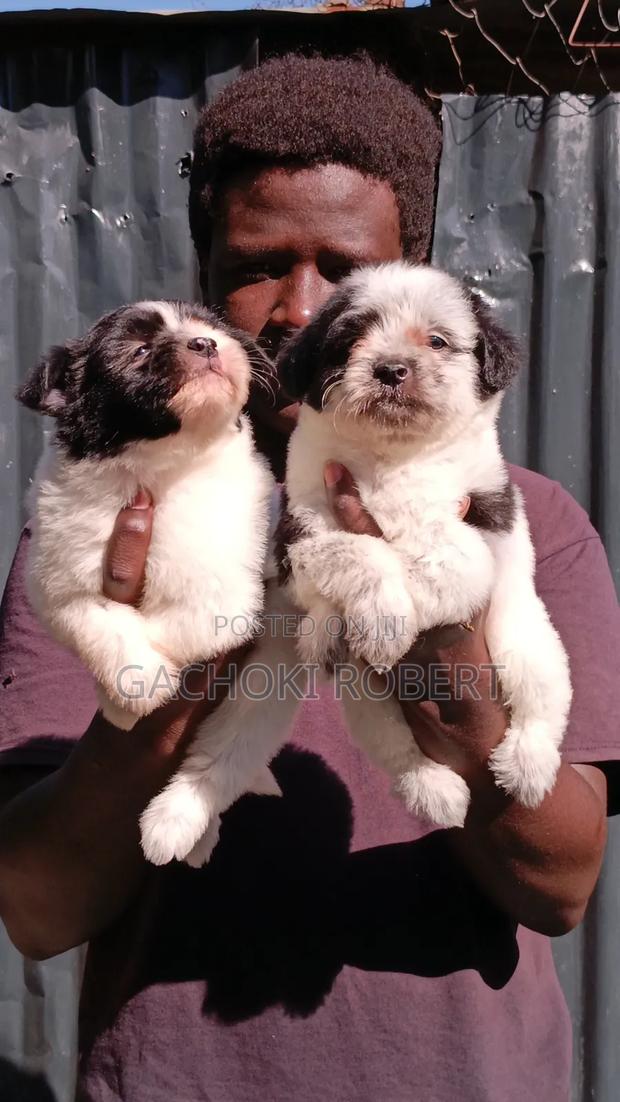 1-3 months Male Purebred Havanese - thumbnail 6