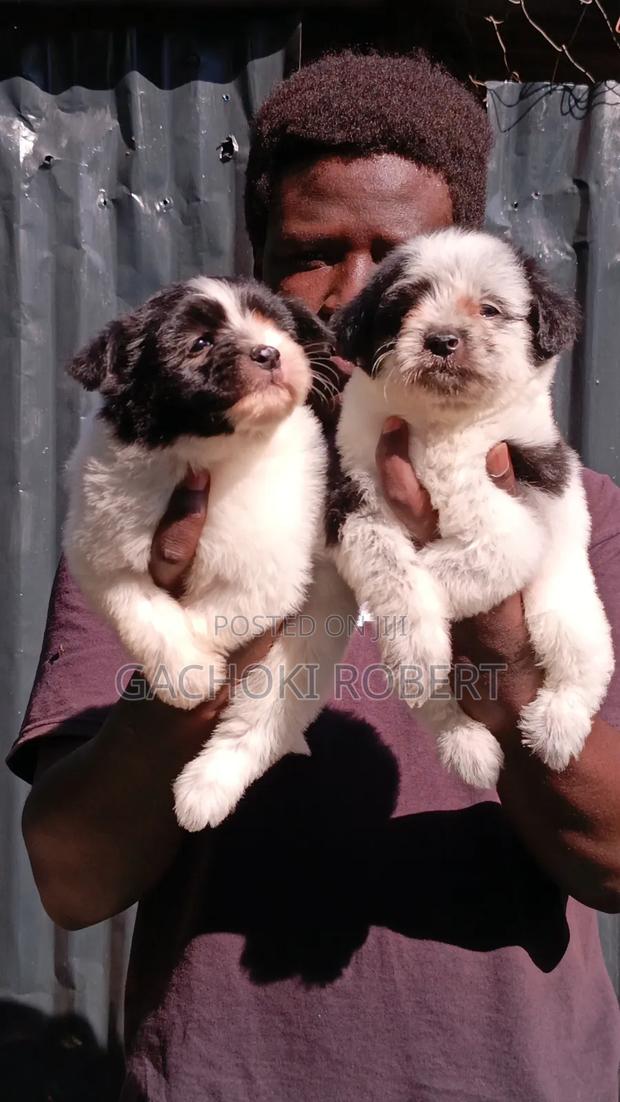 1-3 months Male Purebred Havanese - thumbnail 7