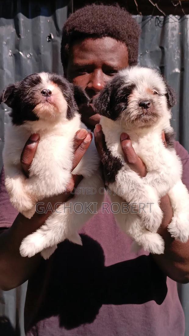 1-3 months Male Purebred Havanese - thumbnail 9