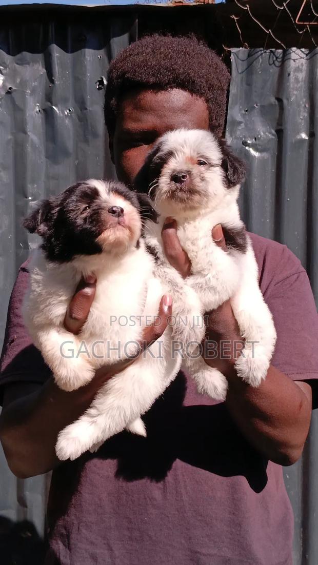 1-3 months Male Purebred Havanese - thumbnail 10