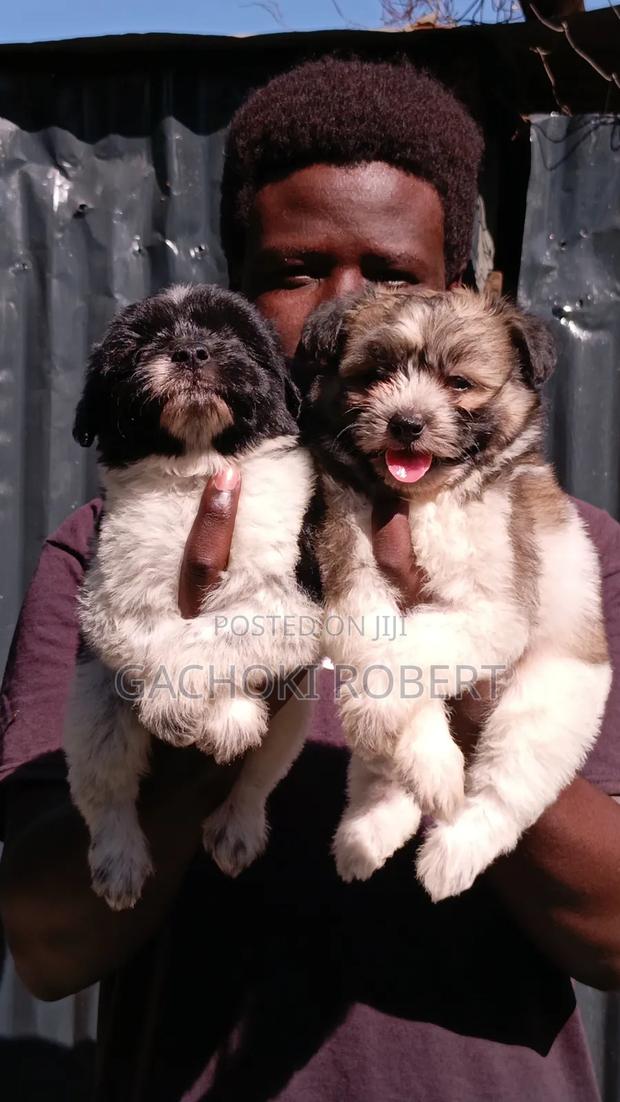 1-3 months Male Purebred Havanese - main view