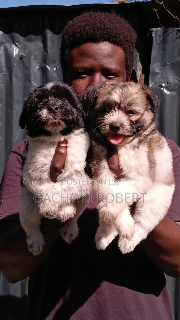 1-3 months Male Purebred Havanese - thumbnail 2