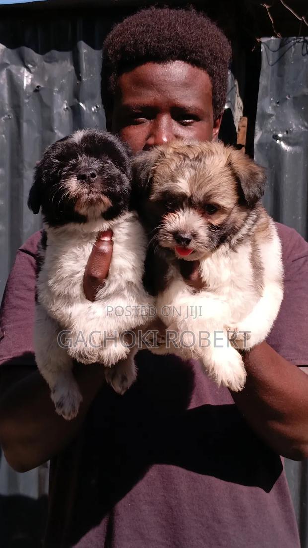 1-3 months Male Purebred Havanese - thumbnail 3