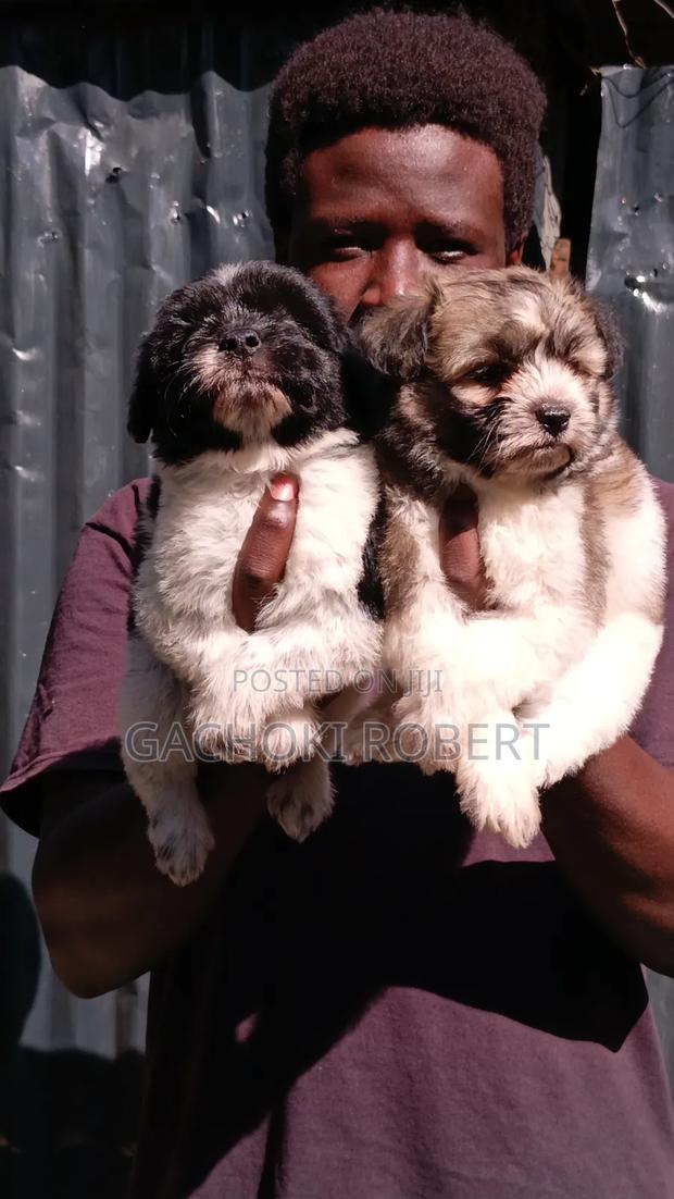 1-3 months Male Purebred Havanese - thumbnail 4