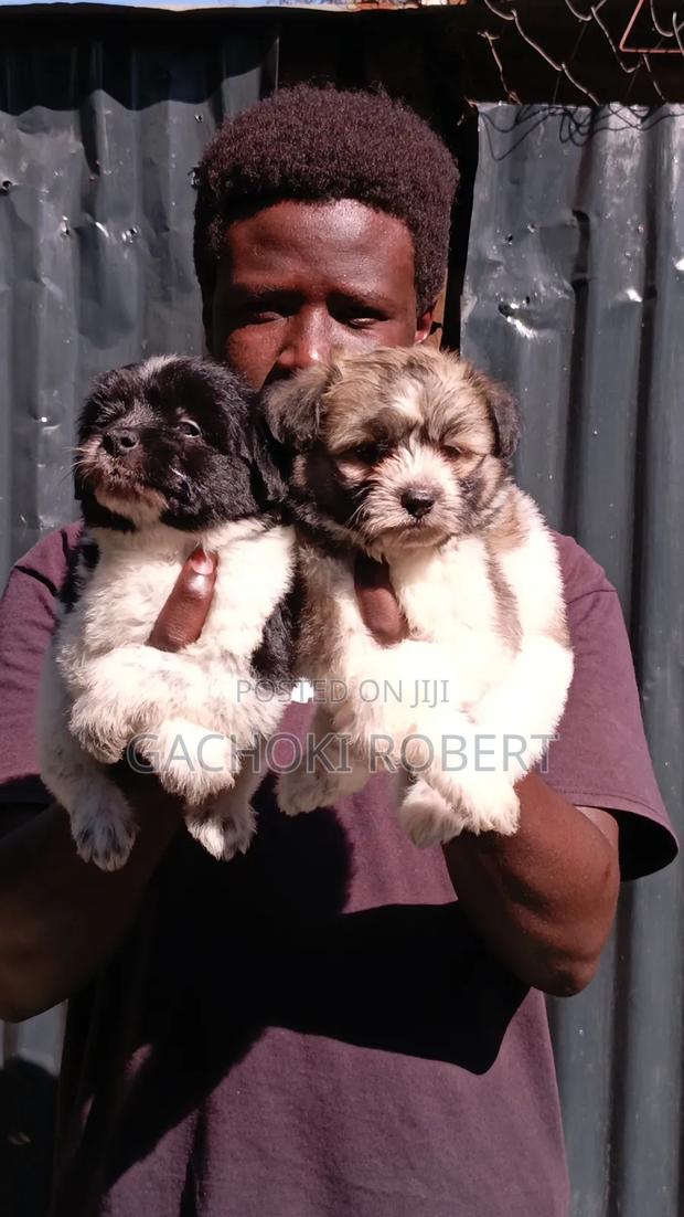 1-3 months Male Purebred Havanese - thumbnail 5