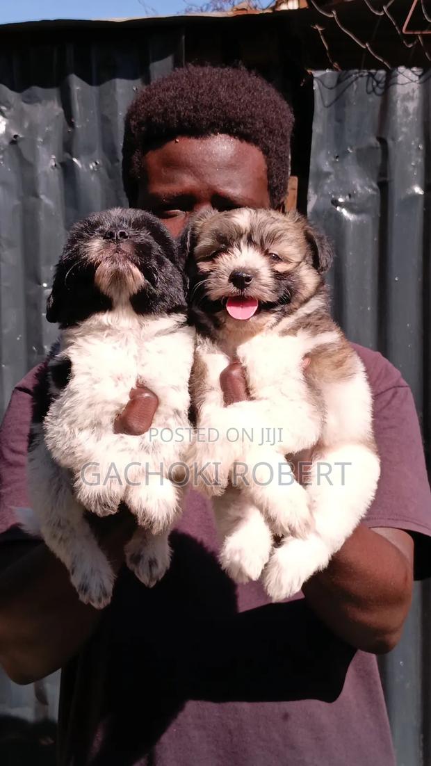 1-3 months Male Purebred Havanese - thumbnail 6