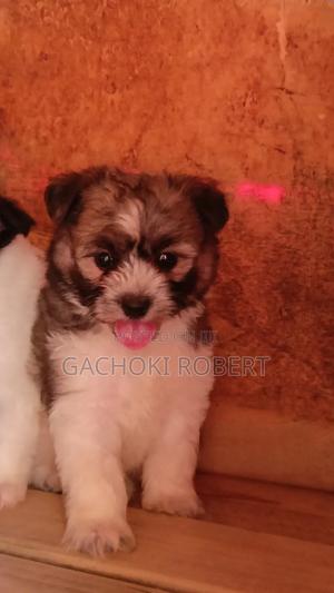 1-3 months Male Purebred Havanese - thumbnail 2