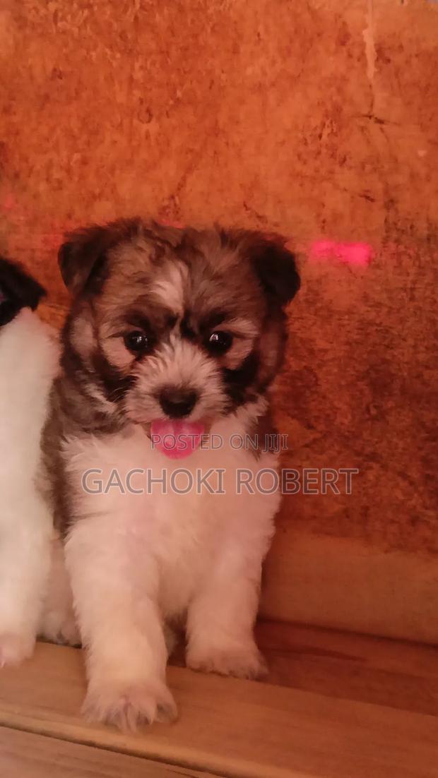 1-3 months Male Purebred Havanese - main view
