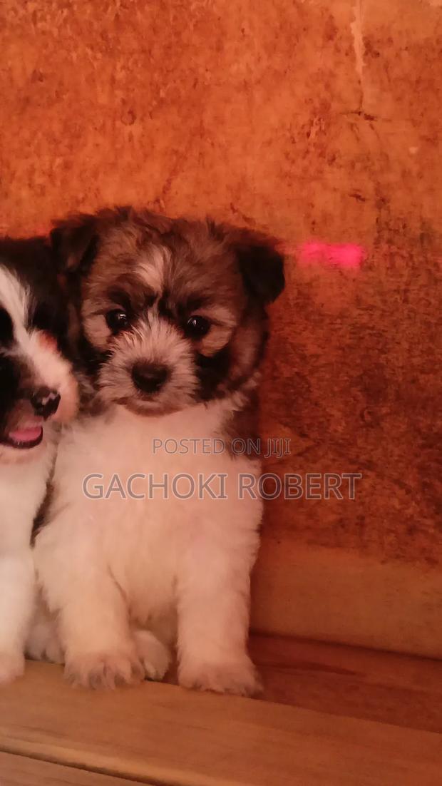 1-3 months Male Purebred Havanese - thumbnail 3