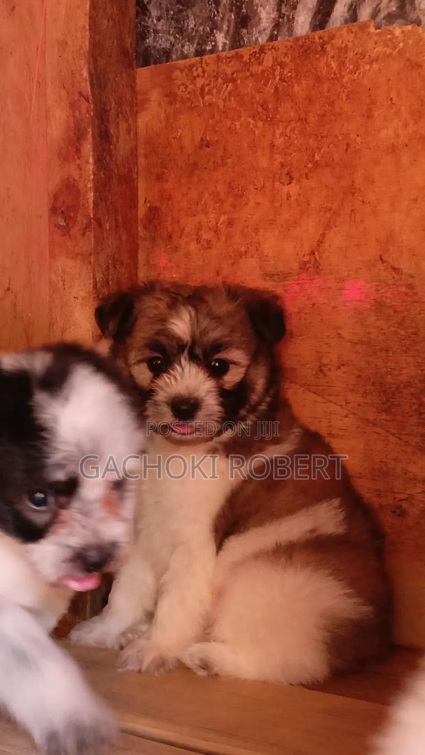 1-3 months Male Purebred Havanese - thumbnail 4