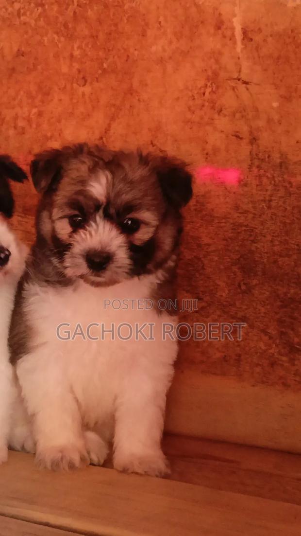 1-3 months Male Purebred Havanese - thumbnail 5