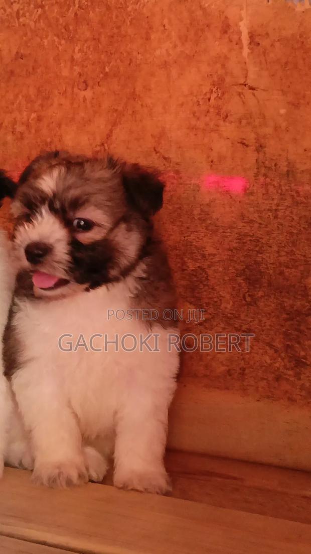 1-3 months Male Purebred Havanese - thumbnail 6