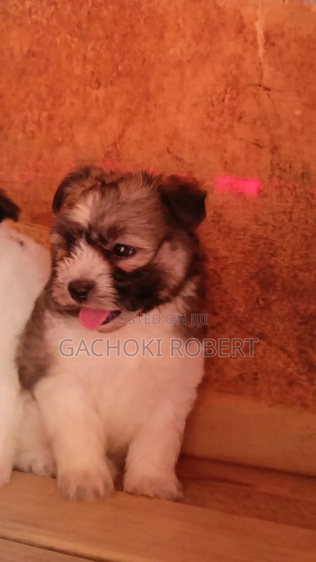 1-3 months Male Purebred Havanese - thumbnail 7