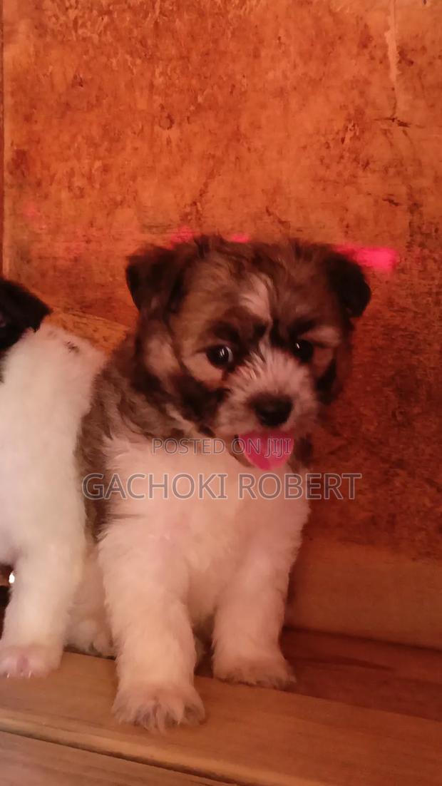 1-3 months Male Purebred Havanese - thumbnail 8
