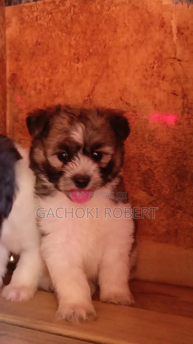 1-3 months Male Purebred Havanese - thumbnail 9