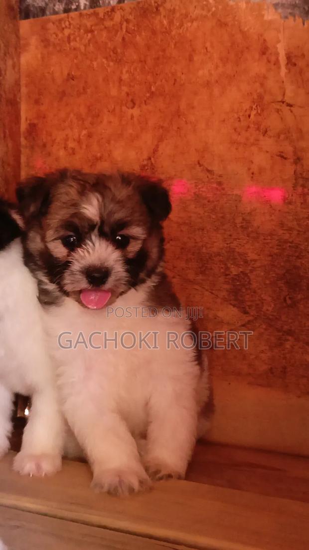 1-3 months Male Purebred Havanese - thumbnail 10