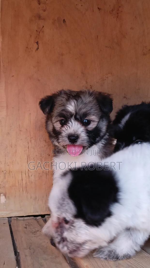 1-3 months Male Purebred Havanese - thumbnail 11