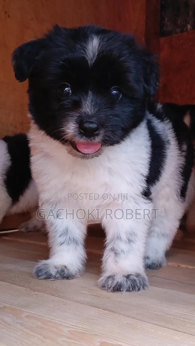 1-3 months Male Purebred Havanese - main view