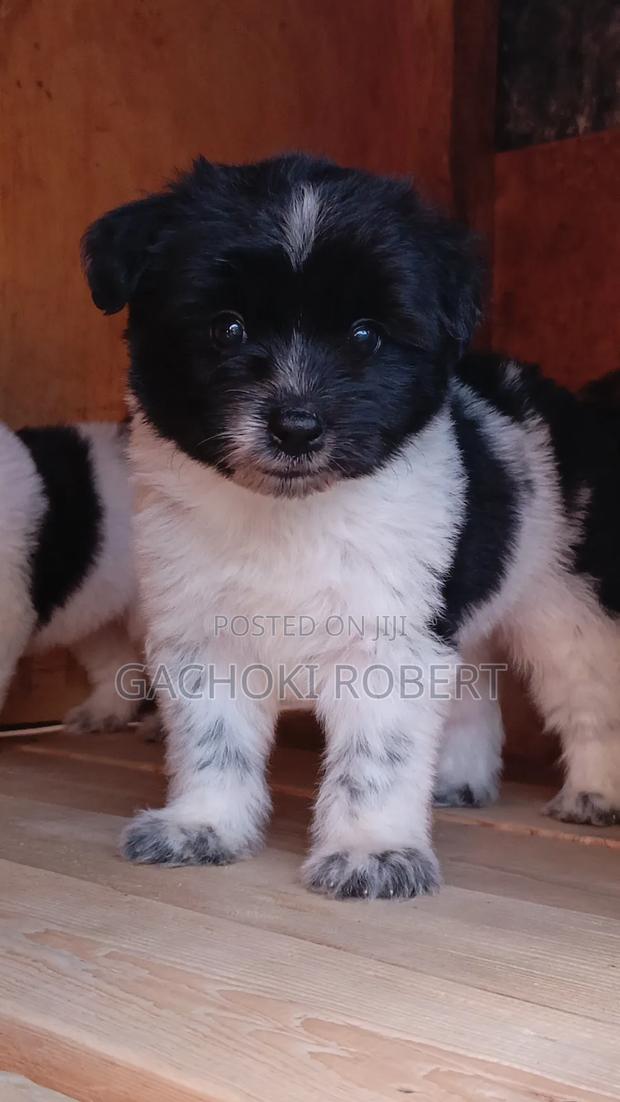 1-3 months Male Purebred Havanese - thumbnail 2