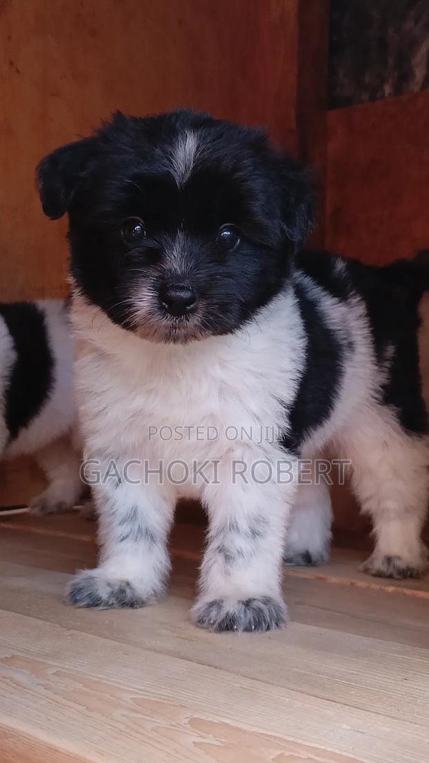 1-3 months Male Purebred Havanese - thumbnail 3