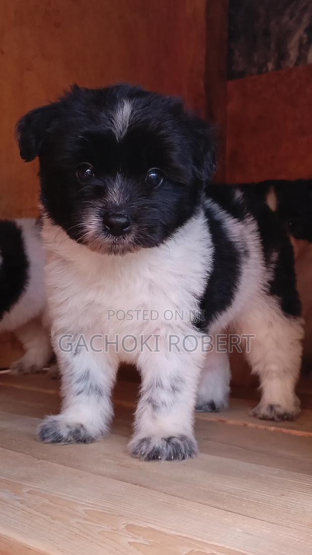 1-3 months Male Purebred Havanese - thumbnail 4