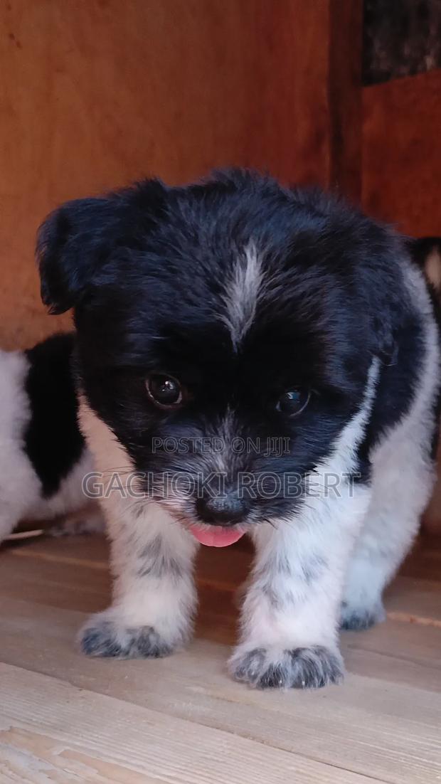 1-3 months Male Purebred Havanese - thumbnail 5