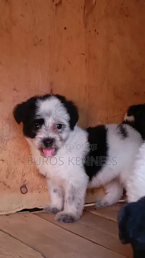 1-3 months Male Purebred Havanese