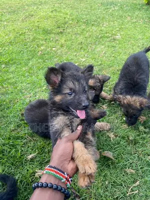 1-3 months Male Purebred German Shepherd