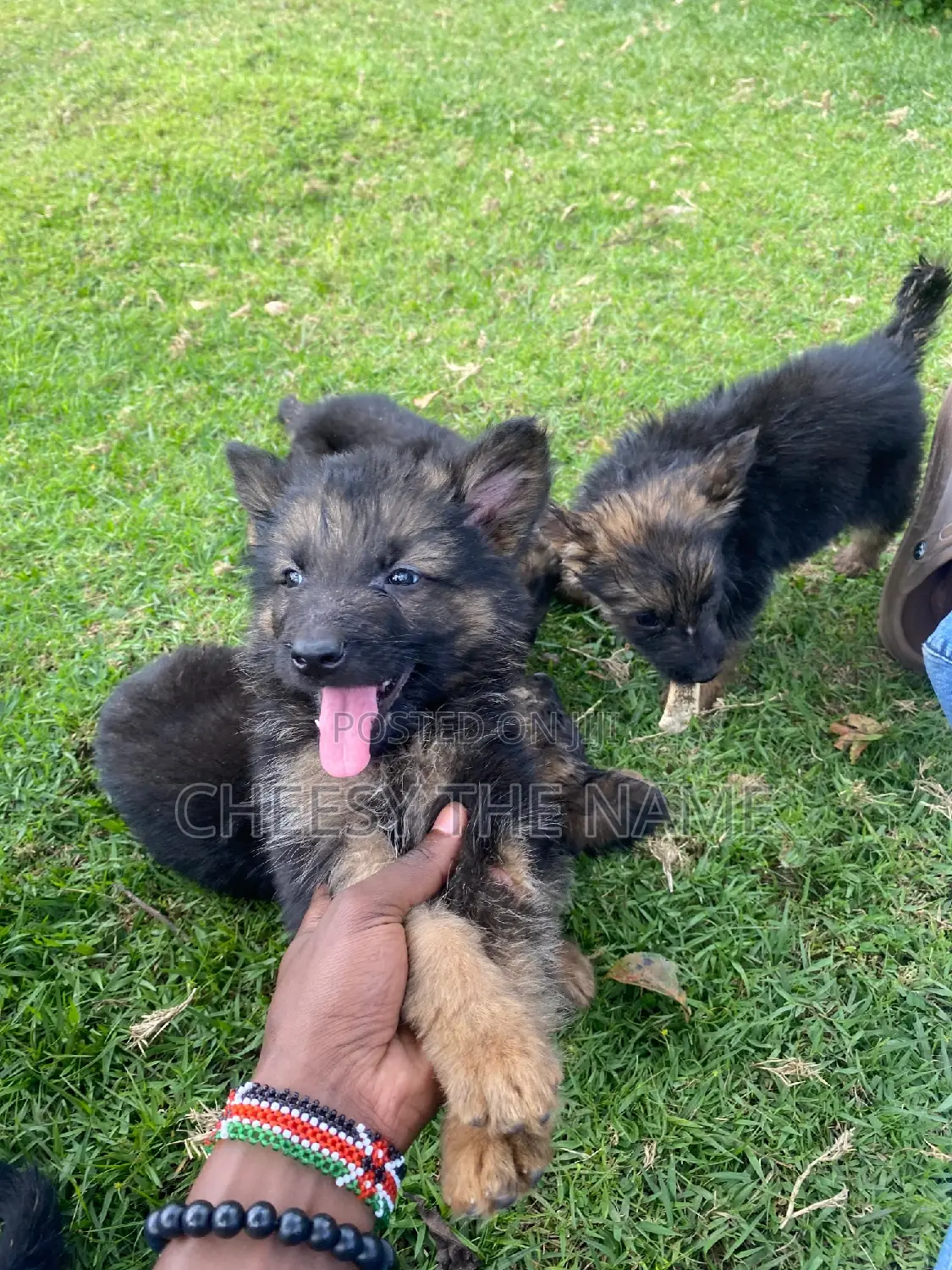 1-3 months Male Purebred German Shepherd