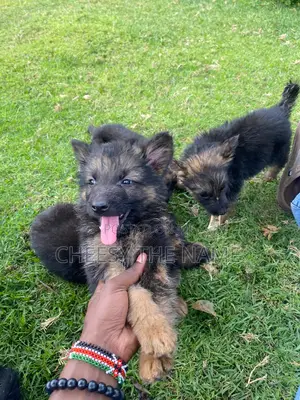 1-3 months Male Purebred German Shepherd