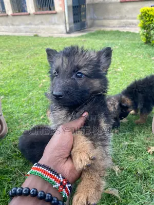 1-3 months Male Purebred German Shepherd