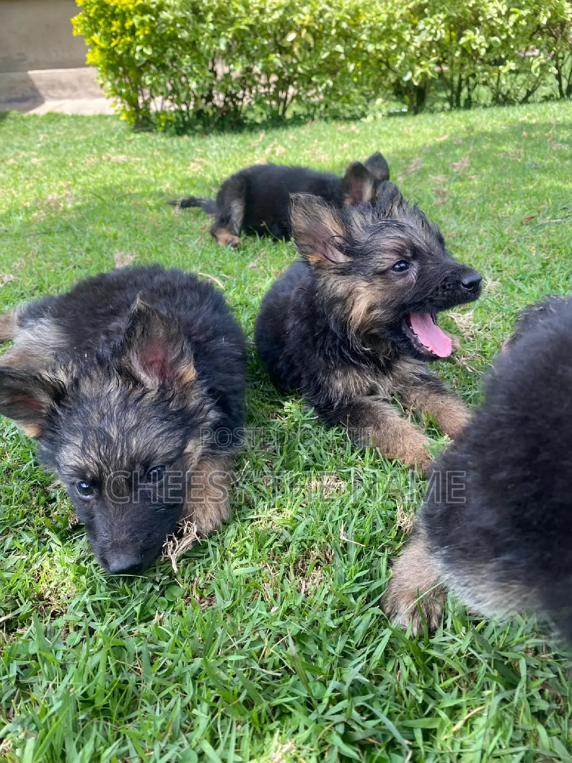 1-3 months Male Purebred German Shepherd