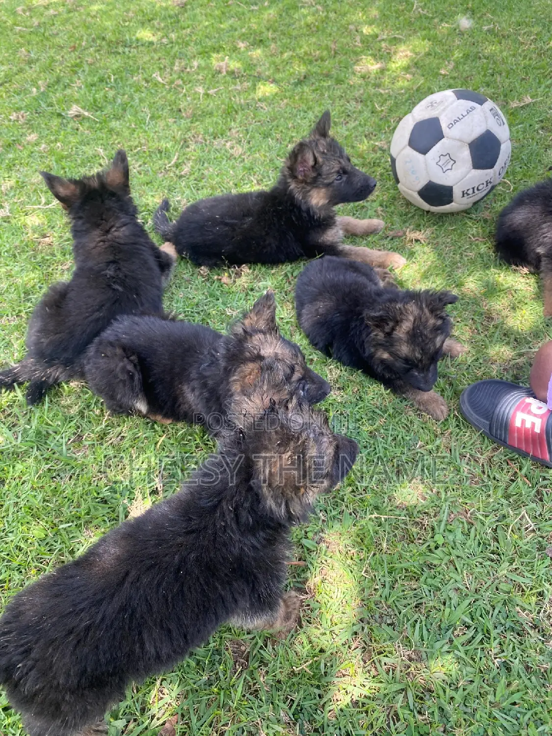 1-3 months Female Purebred German Shepherd