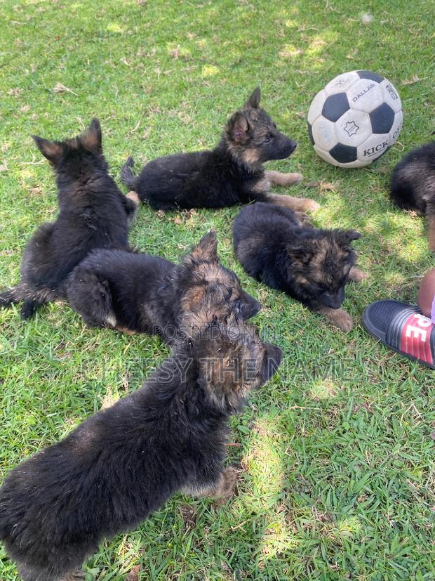 1-3 months Female Purebred German Shepherd - thumbnail 7