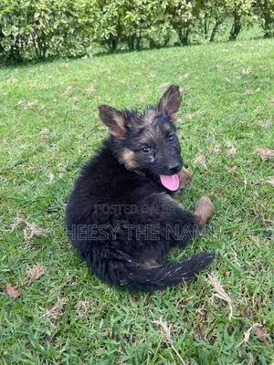 1-3 months Female Purebred German Shepherd