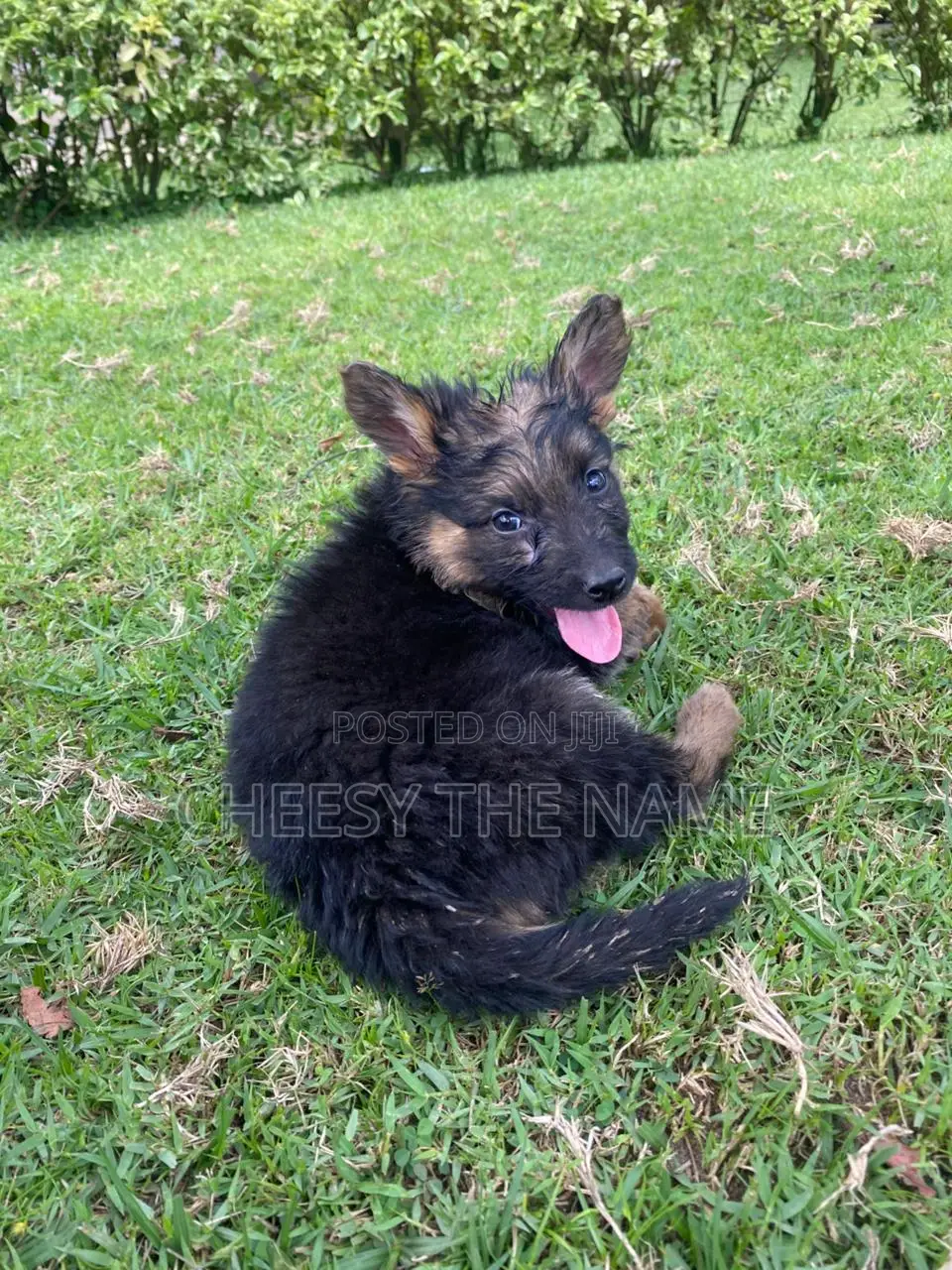 1-3 months Female Purebred German Shepherd