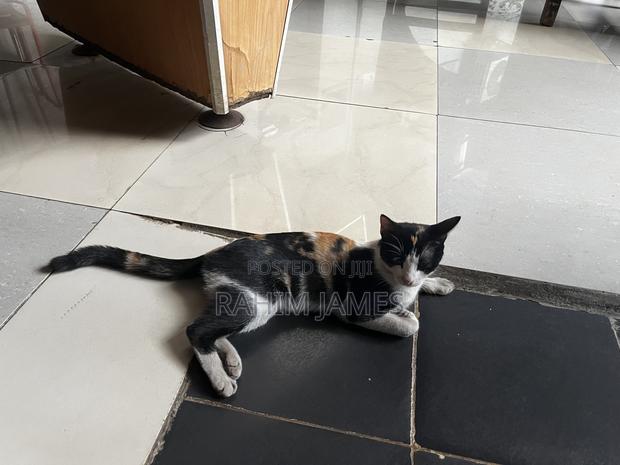 3-6 months Female Mixed Breed Cat - thumbnail 3