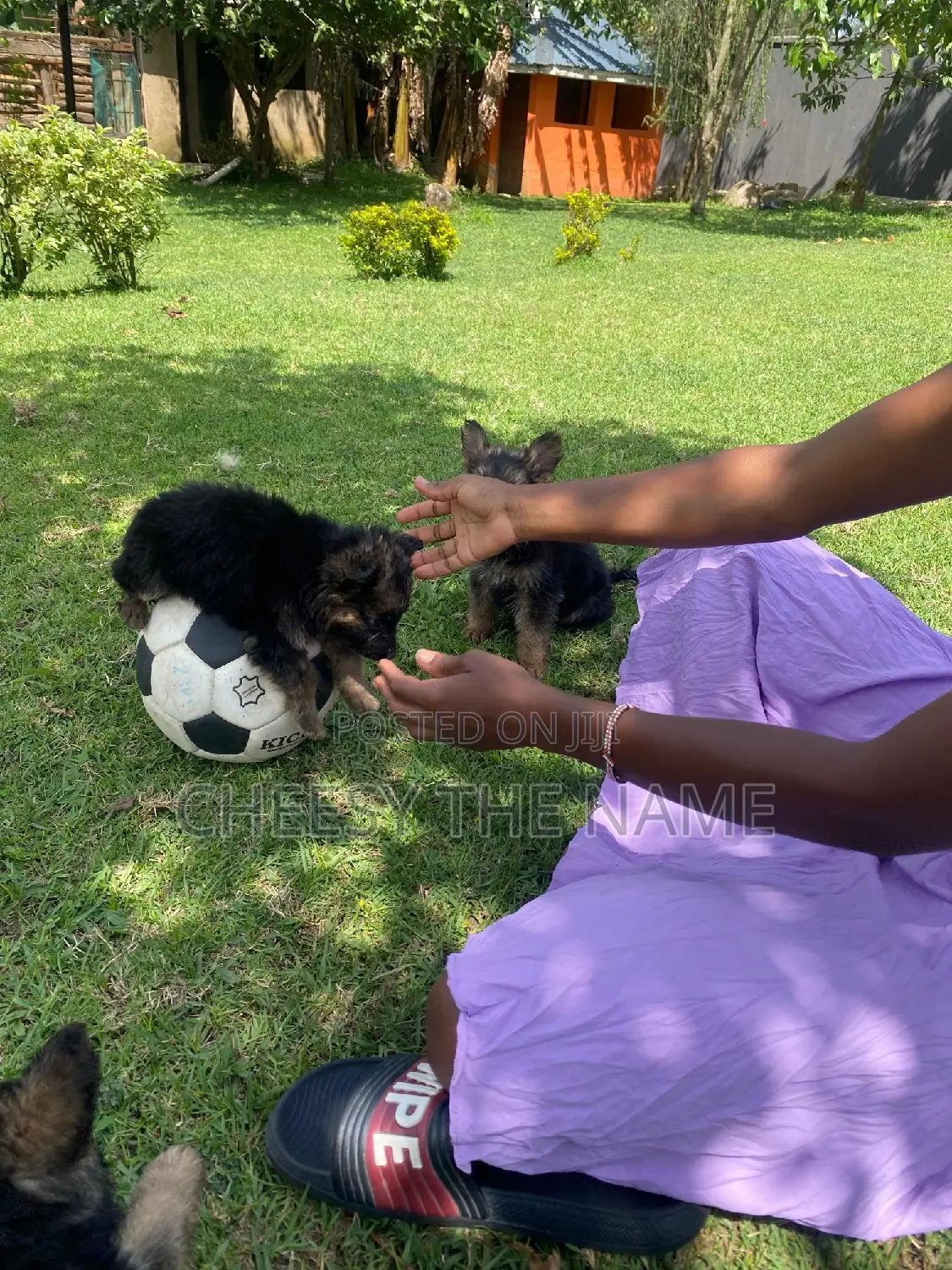 1-3 months Female Purebred German Shepherd