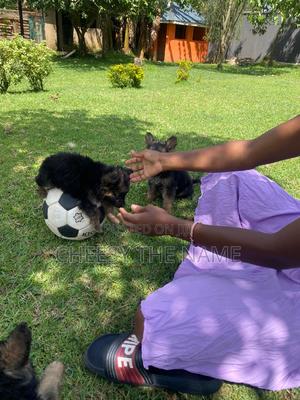 1-3 months Female Purebred German Shepherd - thumbnail 2