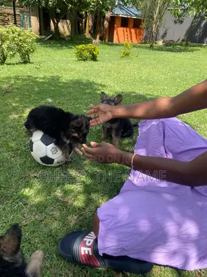 1-3 months Female Purebred German Shepherd