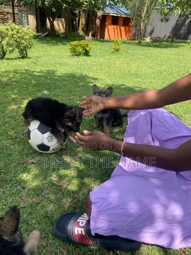1-3 months Female Purebred German Shepherd - main view