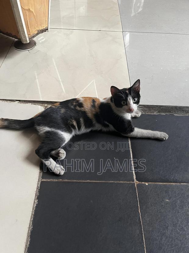 3-6 months Female Mixed Breed Cat - main view
