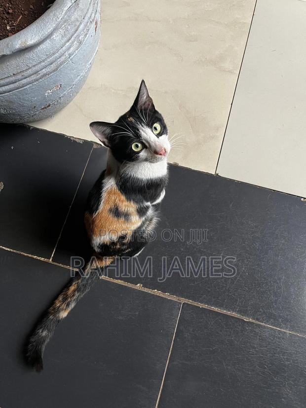 3-6 months Female Mixed Breed Cat - thumbnail 4