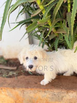 3-6 months Male Mixed Breed Japanese Spitz - thumbnail 2