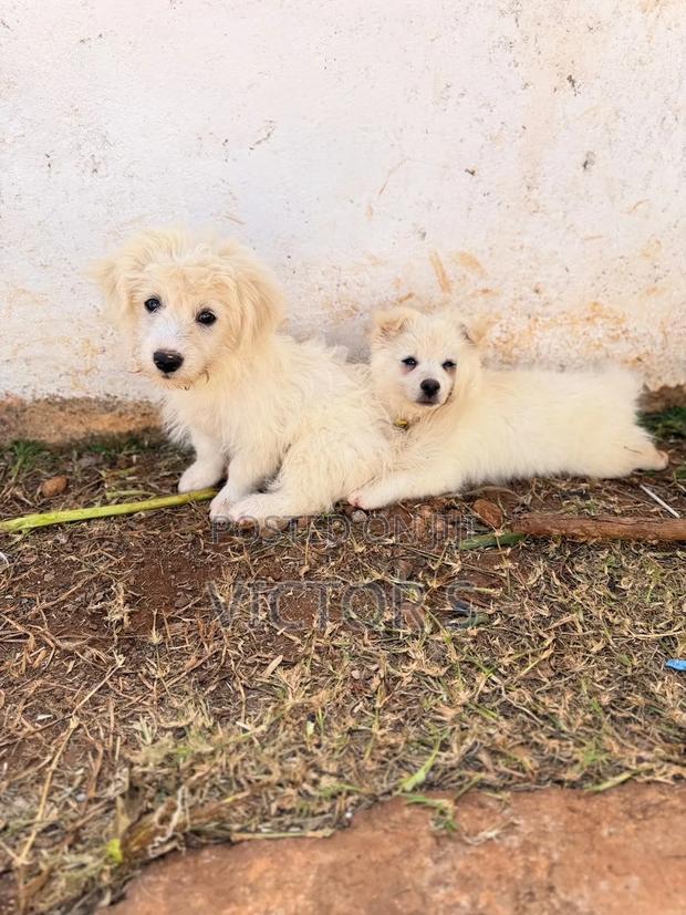 3-6 months Male Mixed Breed Japanese Spitz - thumbnail 3