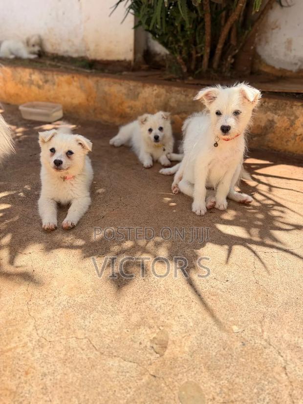 3-6 months Male Mixed Breed Japanese Spitz - thumbnail 4