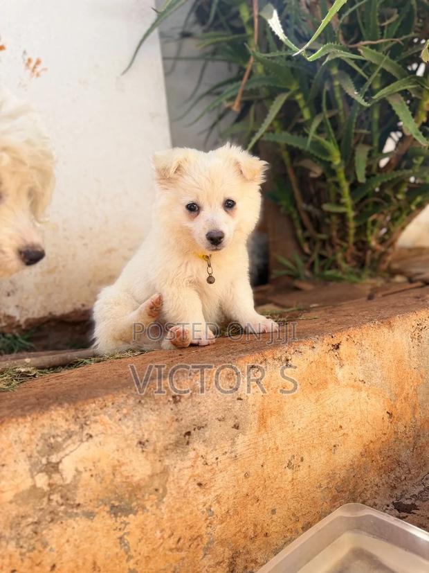 3-6 months Male Mixed Breed Japanese Spitz - thumbnail 5