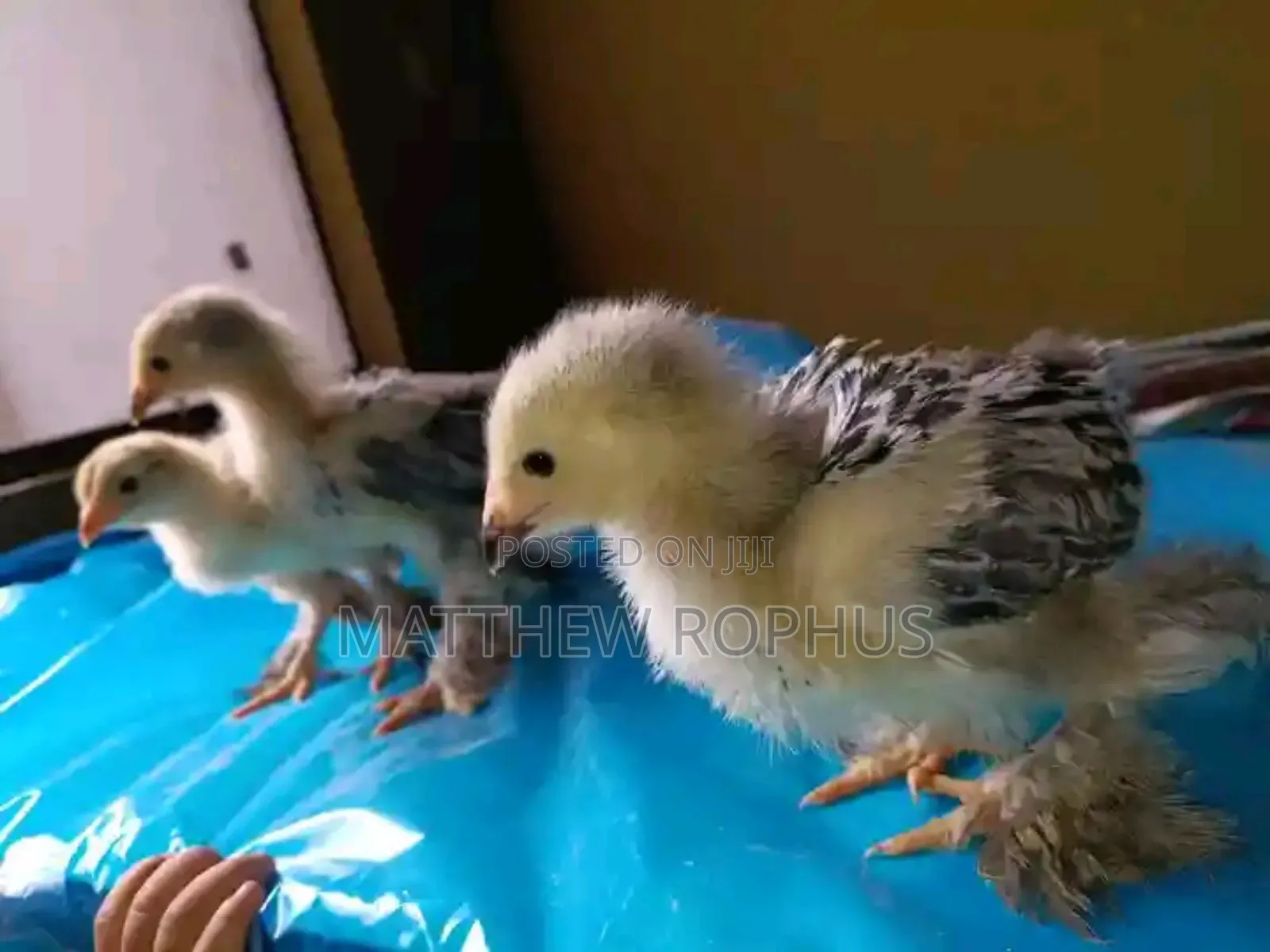 Brahma Chicks