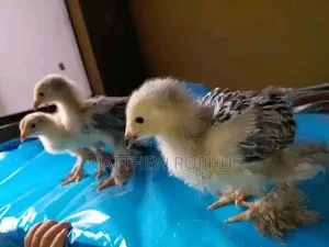 Brahma Chicks