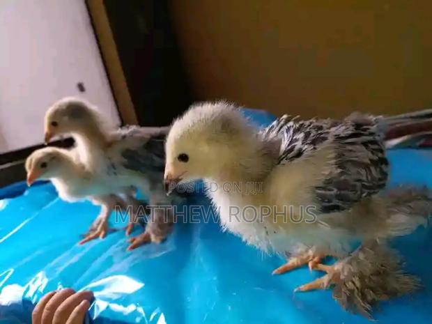 Brahma Chicks